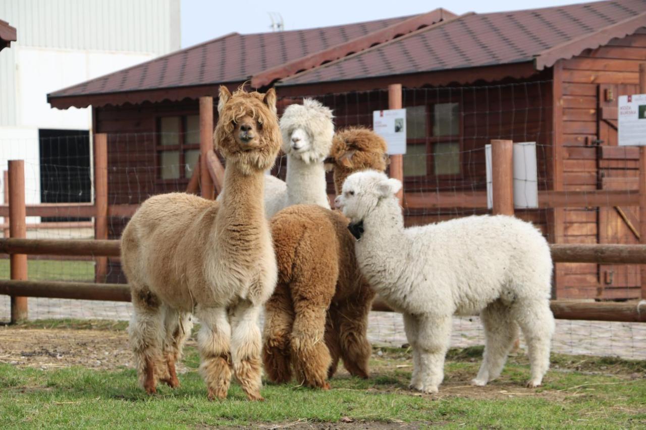 Palac Mortegi Hotel & Spa- Restauracja Szlachecka, Spa, Basen, Sauny, Jazda Konna, Mini Zoo- Luksus, Relaks I Przyroda W Jednym! Lubawa Dış mekan fotoğraf